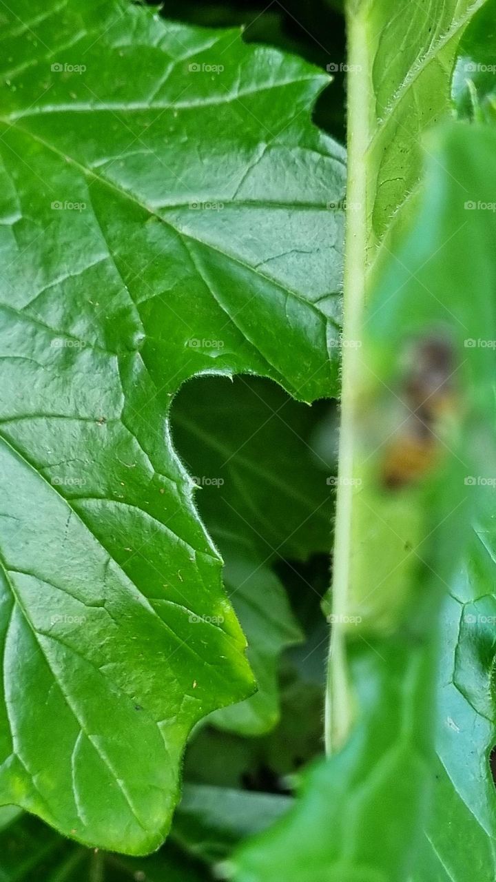 close-up of a green leaf in the background