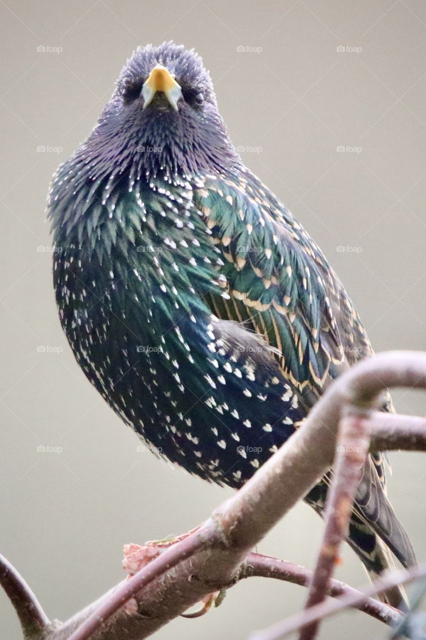 Starling