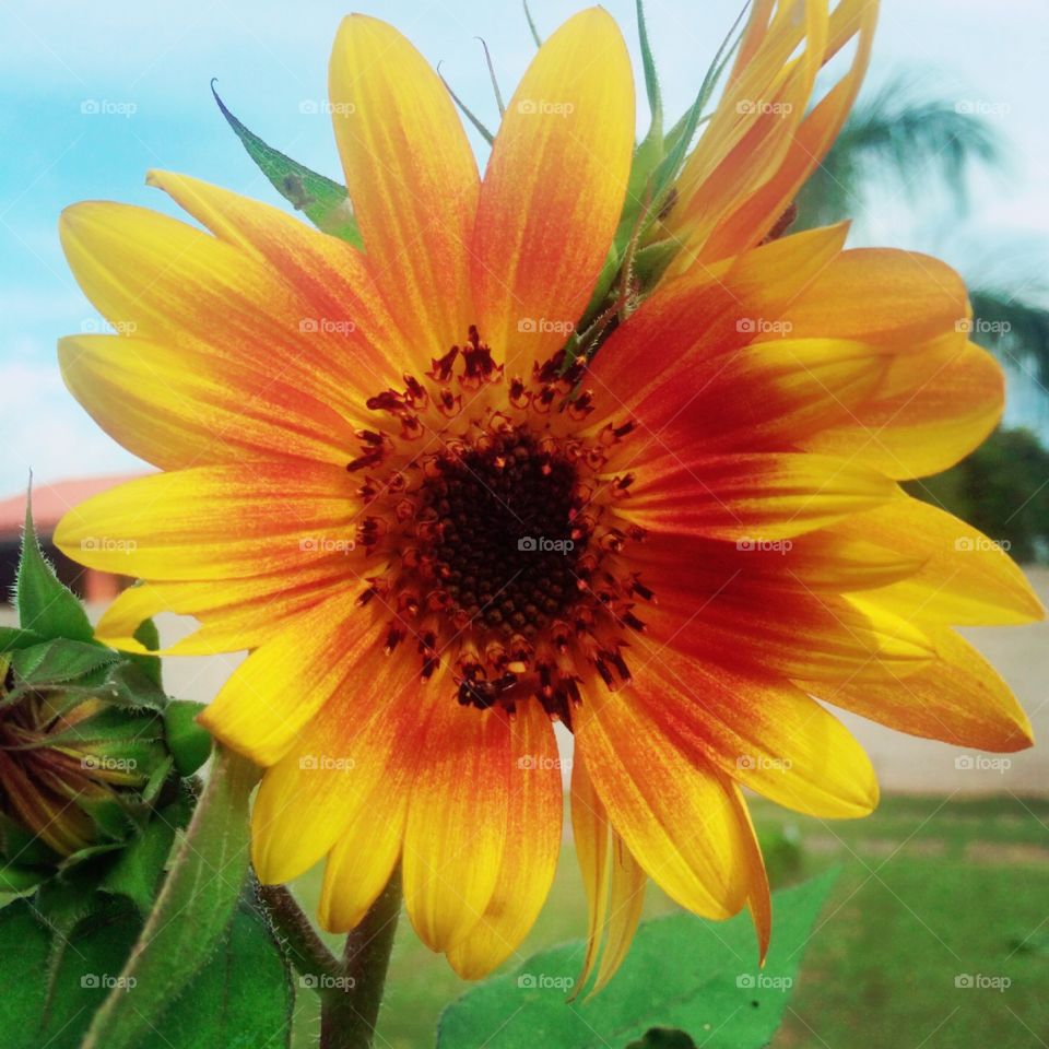 FOAP MISSIONS - 
Flora and Fauna of 2019,

🇺🇸 The beauty of sunflowers has enchanted the past year.  Cheer the nature!

🇧🇷 A beleza dos girassóis encantou o ano que passou. Viva a natureza!