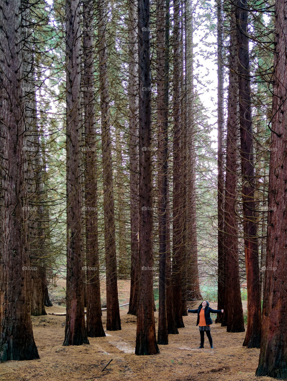 Alone among the giant sequoias