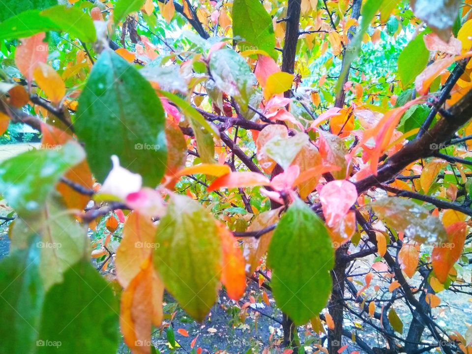 Multicolored leaves of autumn trees