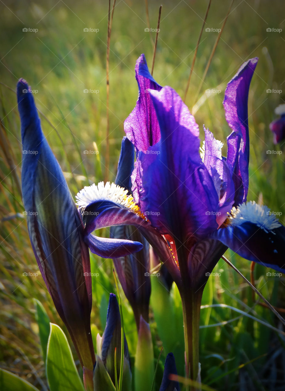 Wild flowers