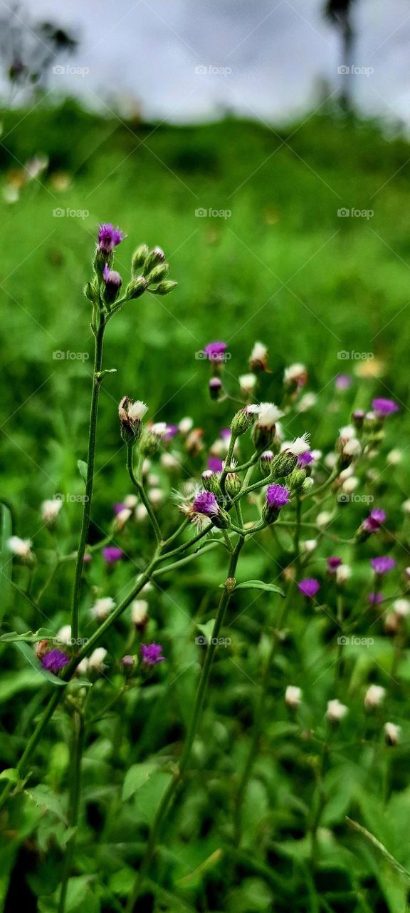 flowering weed