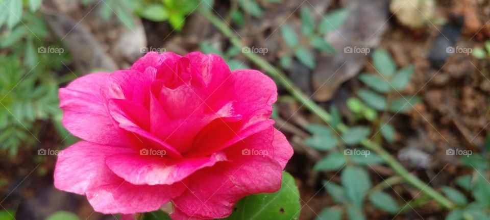 naturelove, pink lover, flowers, rose, beautiful, morning click