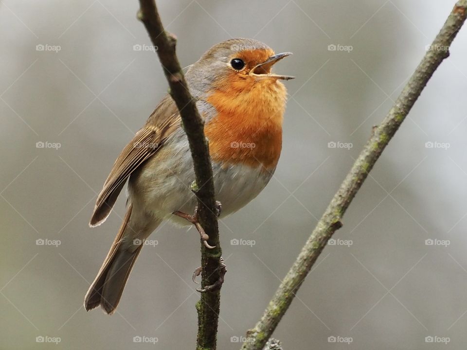 Robin