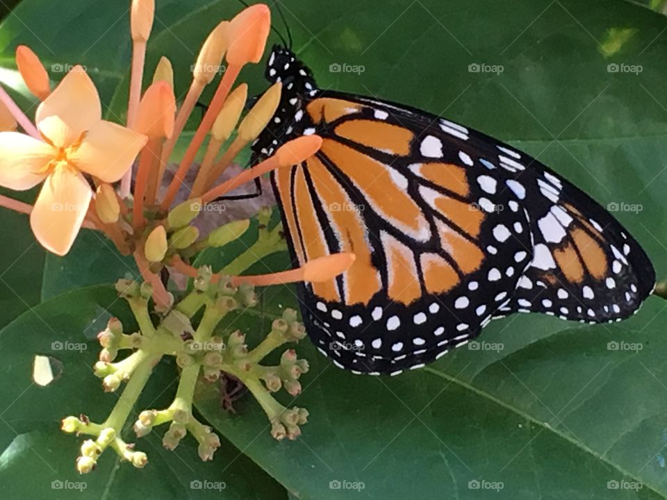Butterflying flowers 