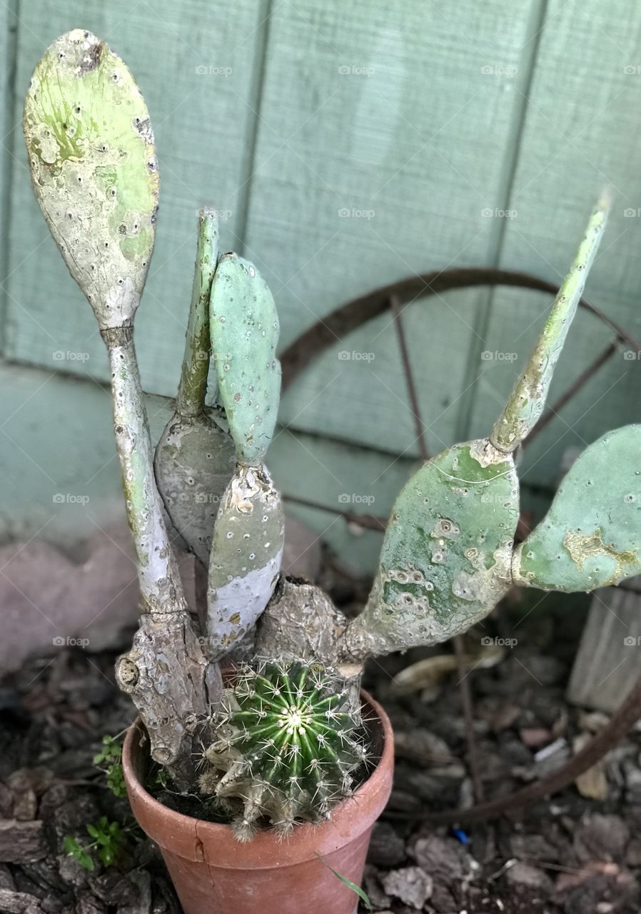 Cactus