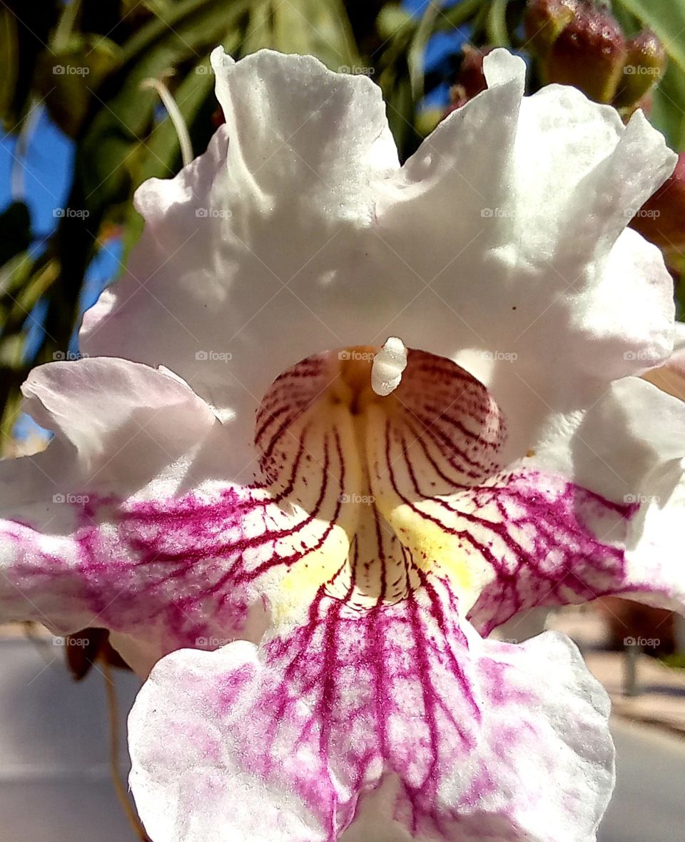 Phalaenopsis amabilis (L.) Blume