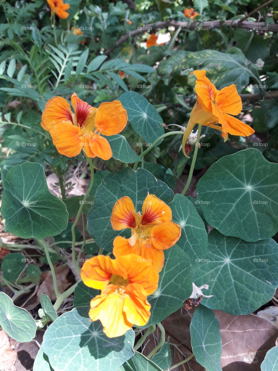 Orange flower