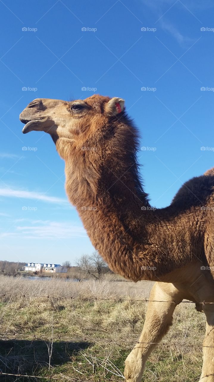 camel in the wilds of Missouri