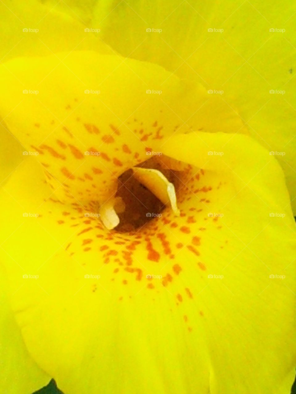 Spring Time Flowers. Great colors on this flower so sharp