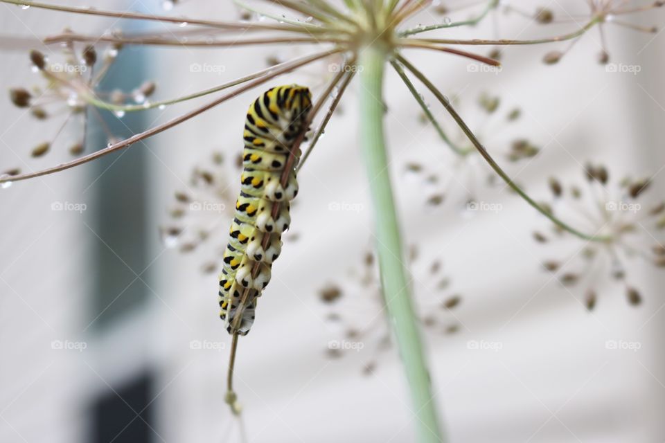 Swollowtail Caterpillar on a dill plant