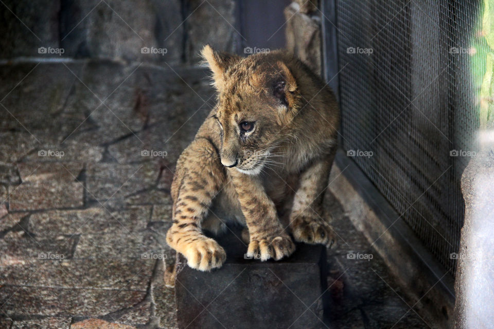 A lion cub just sitting there and watching the other cubs play. at wild animal zoo, china