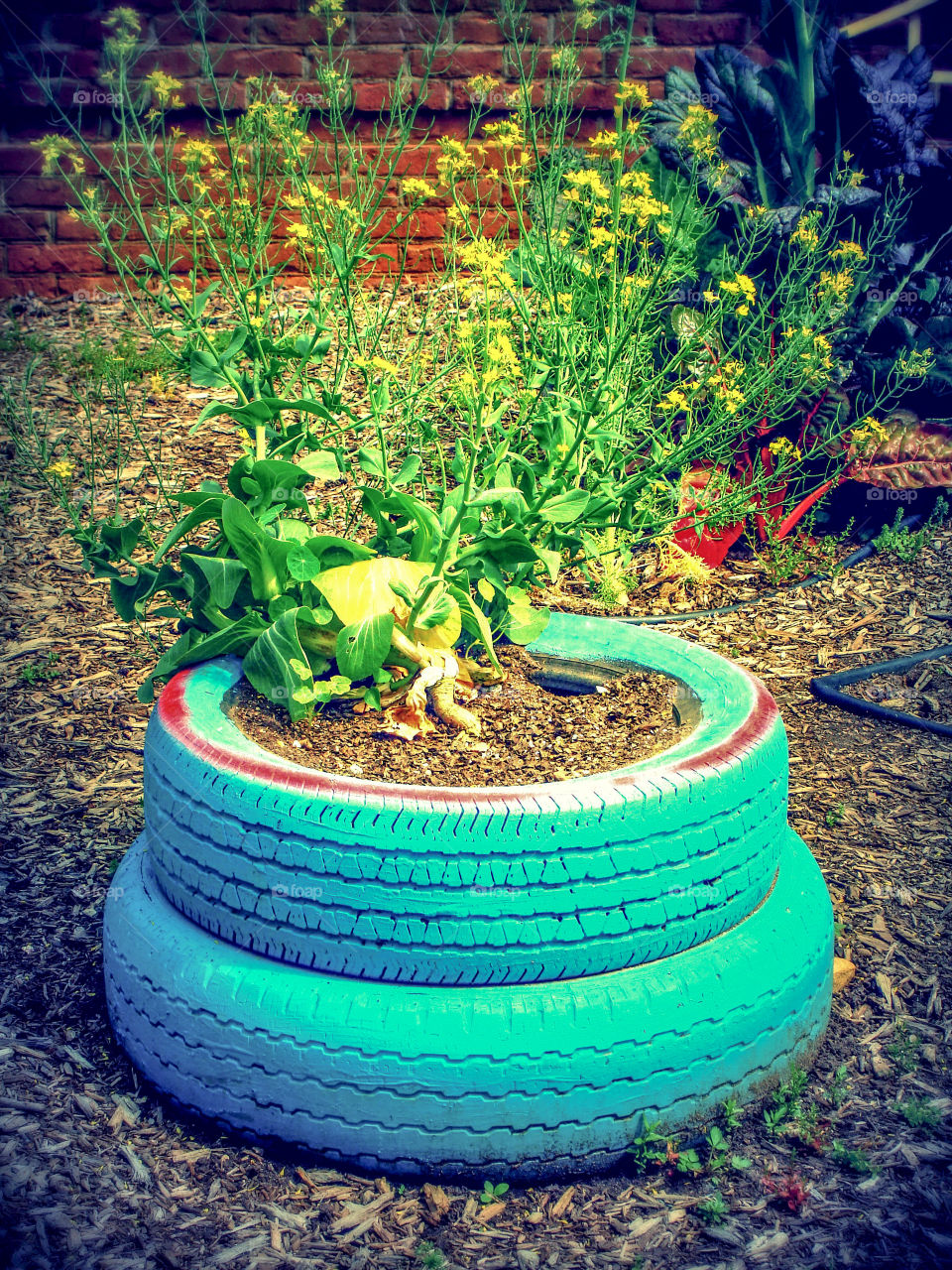 Yellow flowers bloom in an upcycled rubber tire planter.