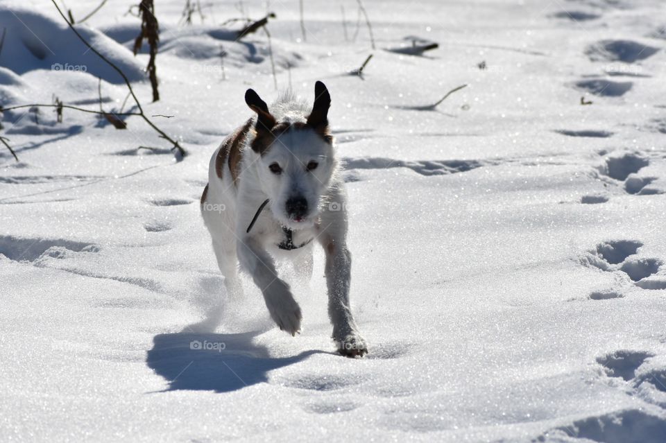 Cute dog playing in snow on a sunny winter day and running toward his owner 