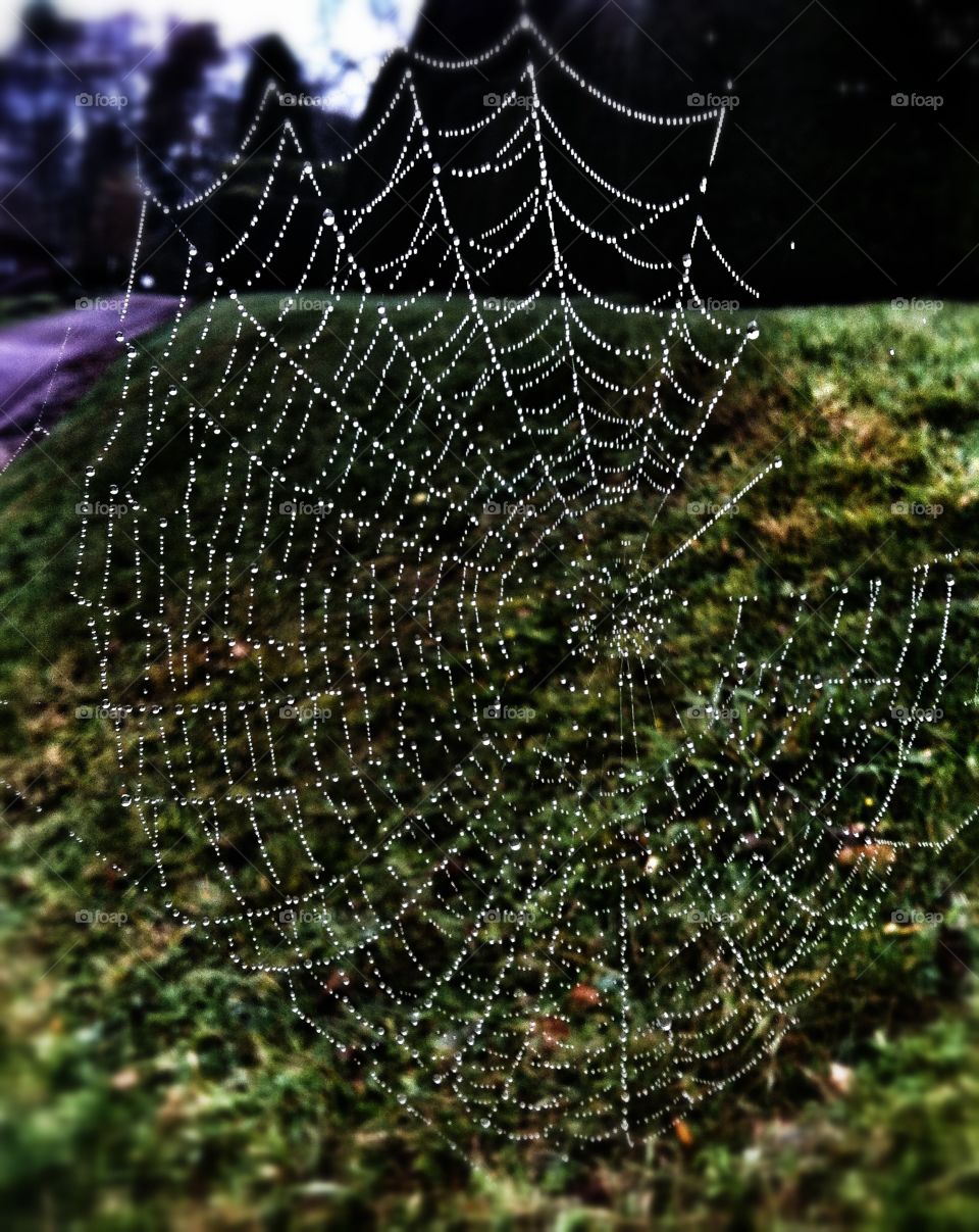 Web