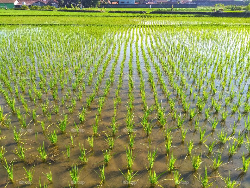 rice fields