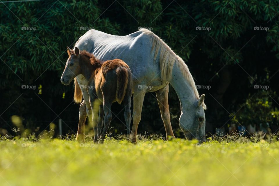 horses