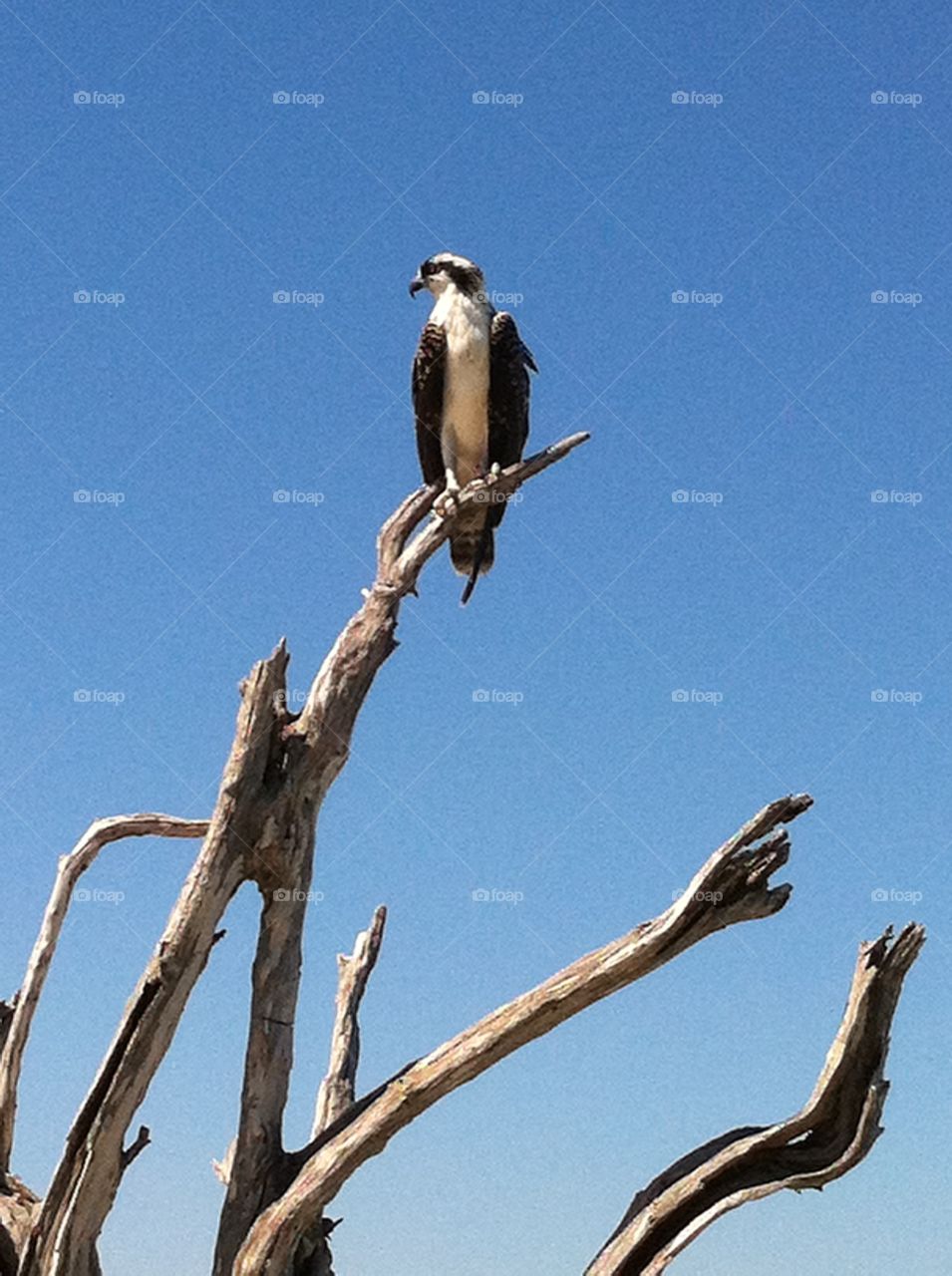 Osprey on branch
