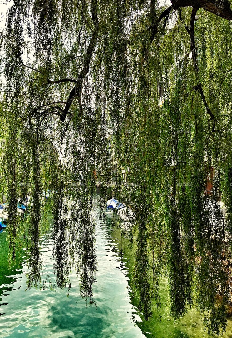 River and Tree in Zurich 