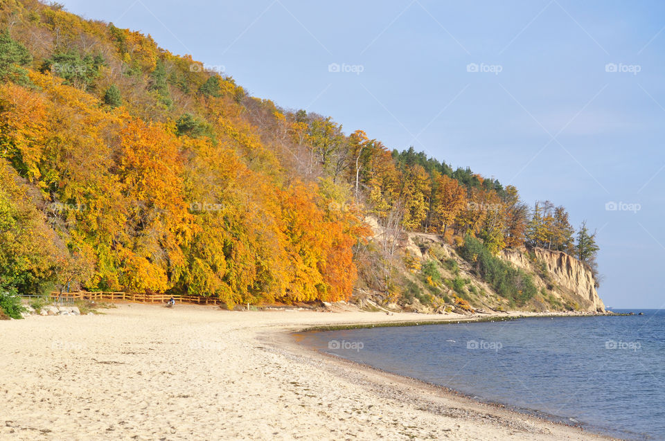 Autumn trees at coastline