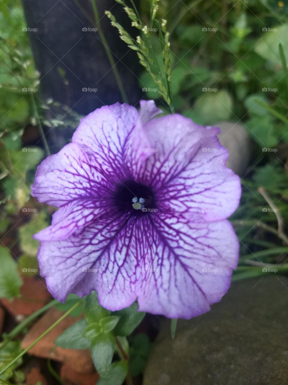 violet flower