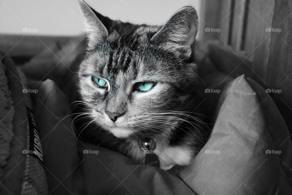 A Dash Of Color.
Emerald Green Cat Eyes 💎