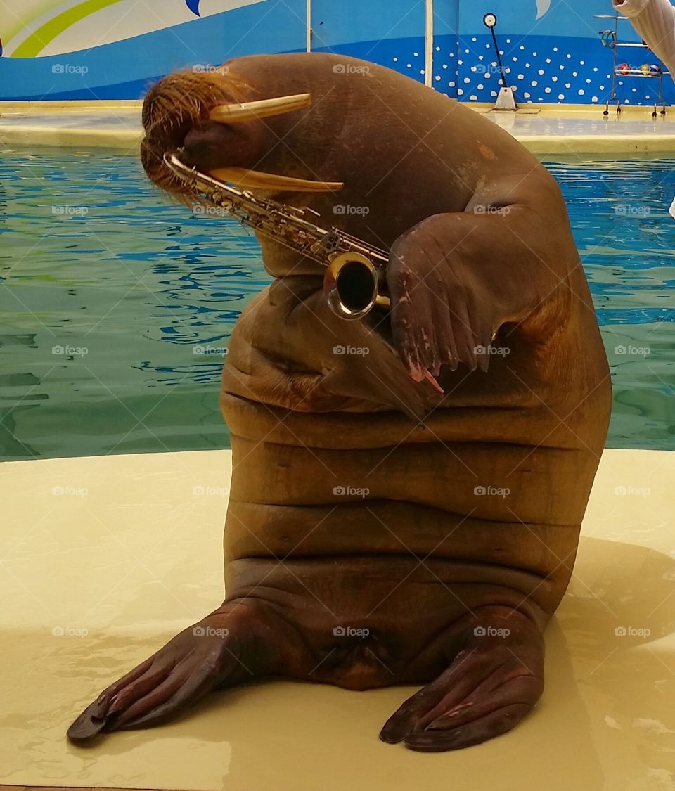 saxophone playing walrus