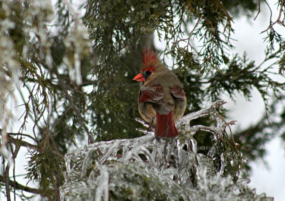 Cardinal resting on icy cedar branch after snowfall 