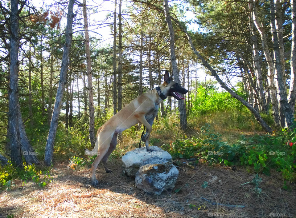 Belgian shepherd malinois dog in forest