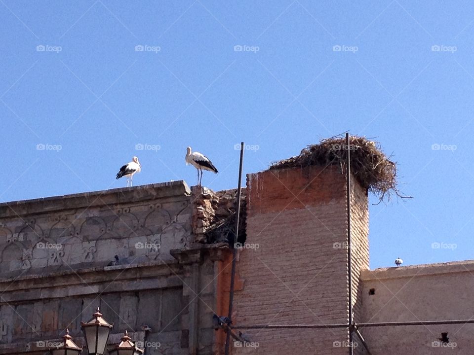 Storks on a Marrakech roof