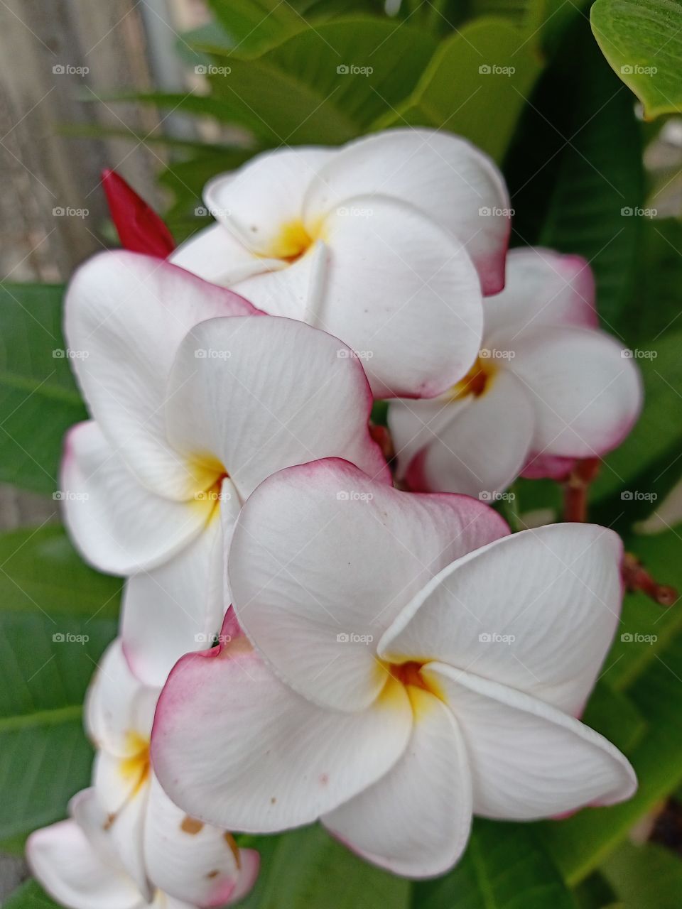 Beautiful Plumeria Flowers