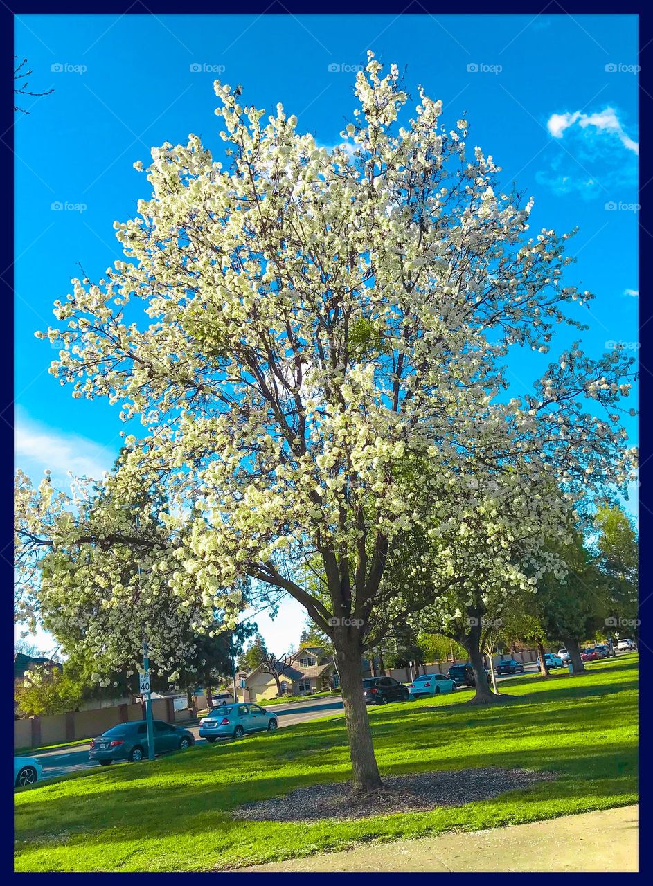 A white blossom tree at the Clovis park in March.
