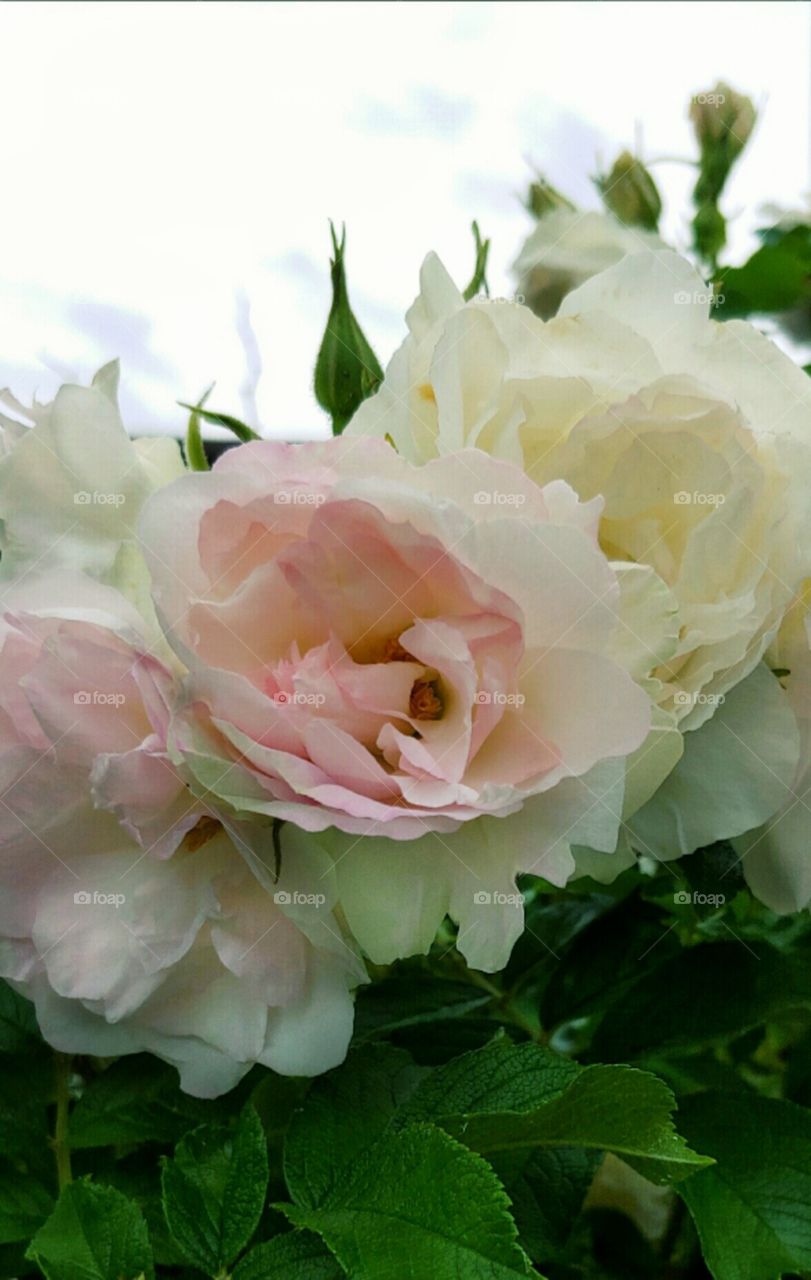 Beautiful Flowerbed!