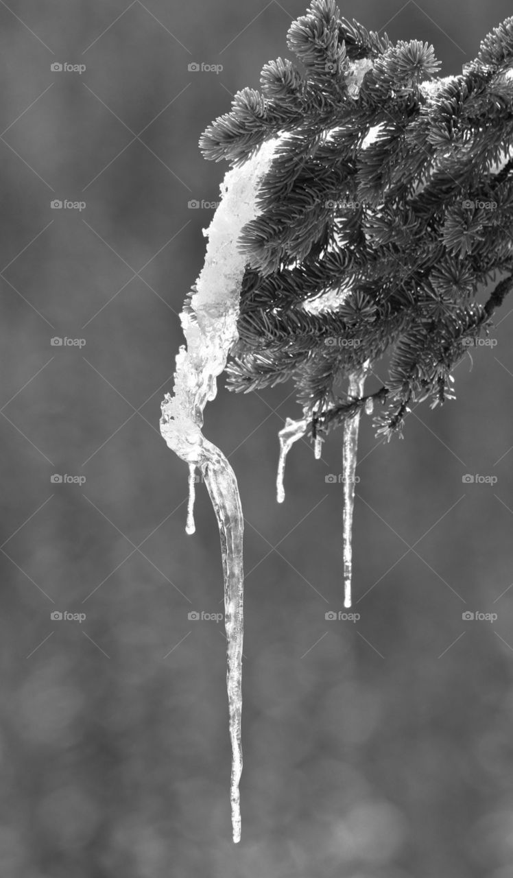 Icicles developing off the branch after an early spring snowfall.