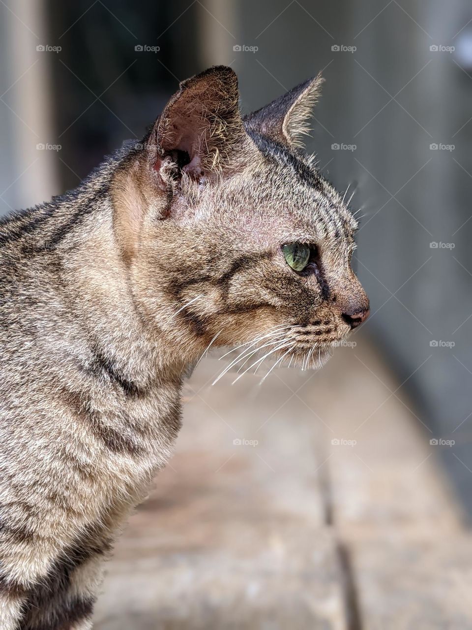 the appearance of a striped cat's face😸