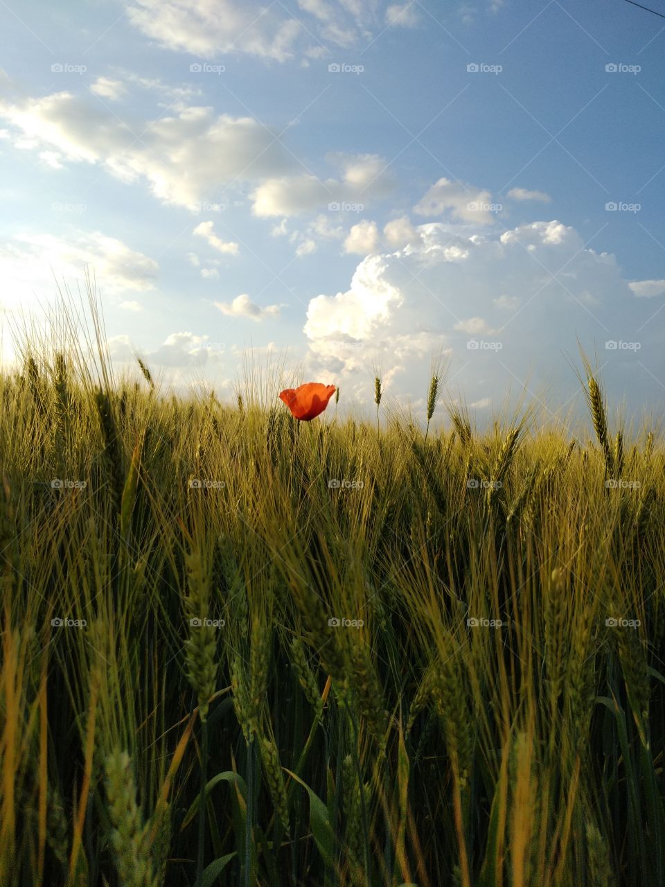 summer, poppy in wheat, poppies, sky, wheat field