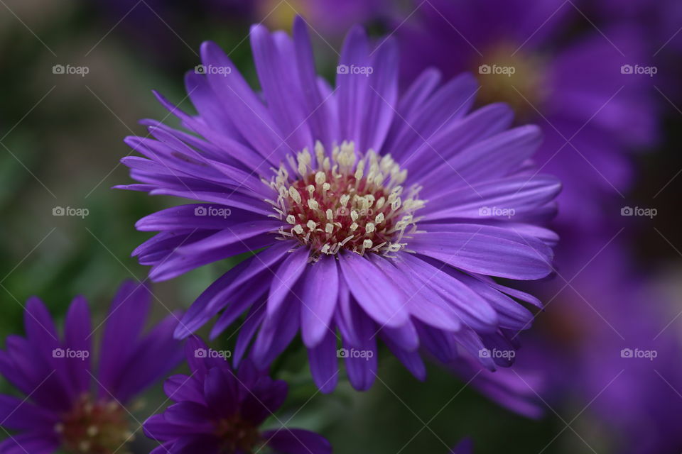 New York Aster 