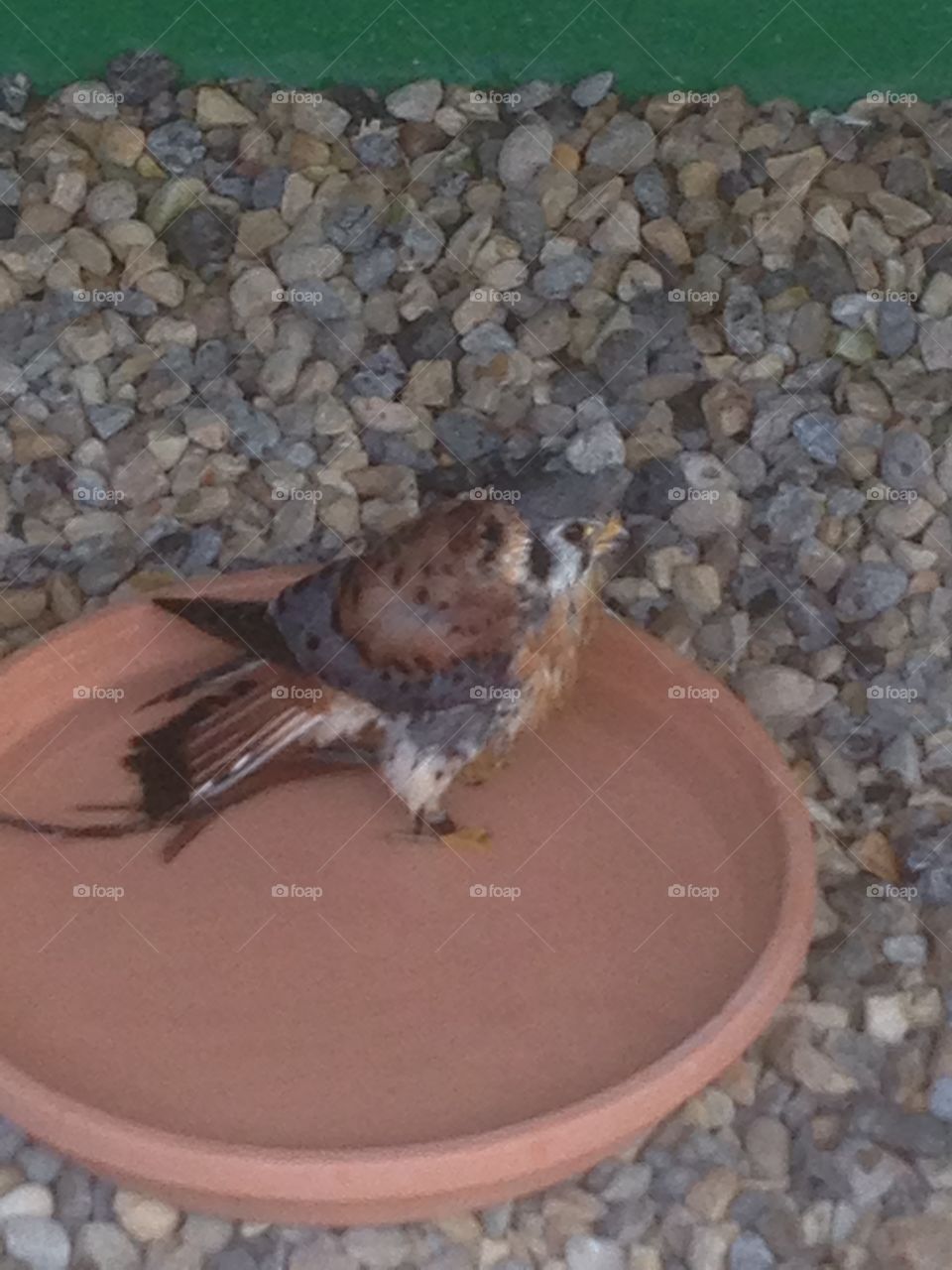 Kestrel taking a bath