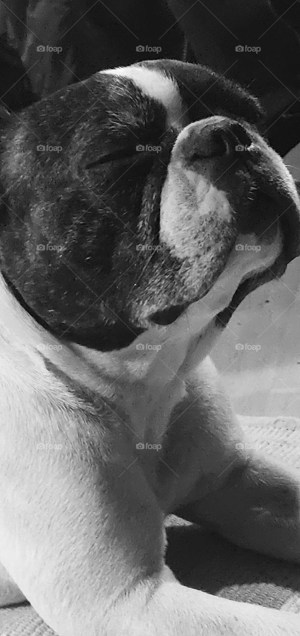 Frenchie, relaxing at home