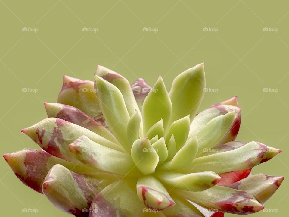 Backgrounds, copy space, beautiful succulent