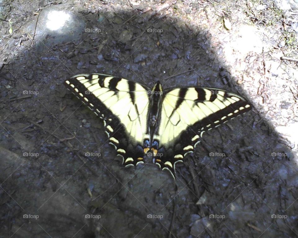 Yellow Tiger Swallowtail 