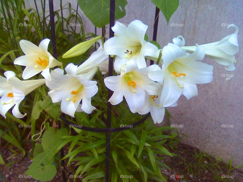 Easter Lilies In Bloom For Springtime 