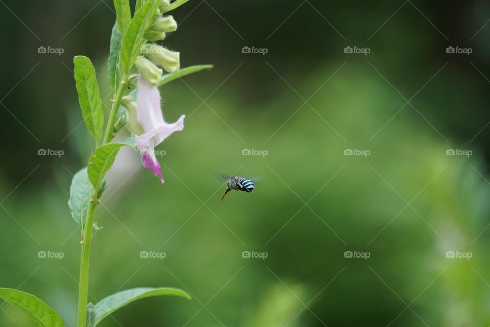 Beautiful flying honey bee