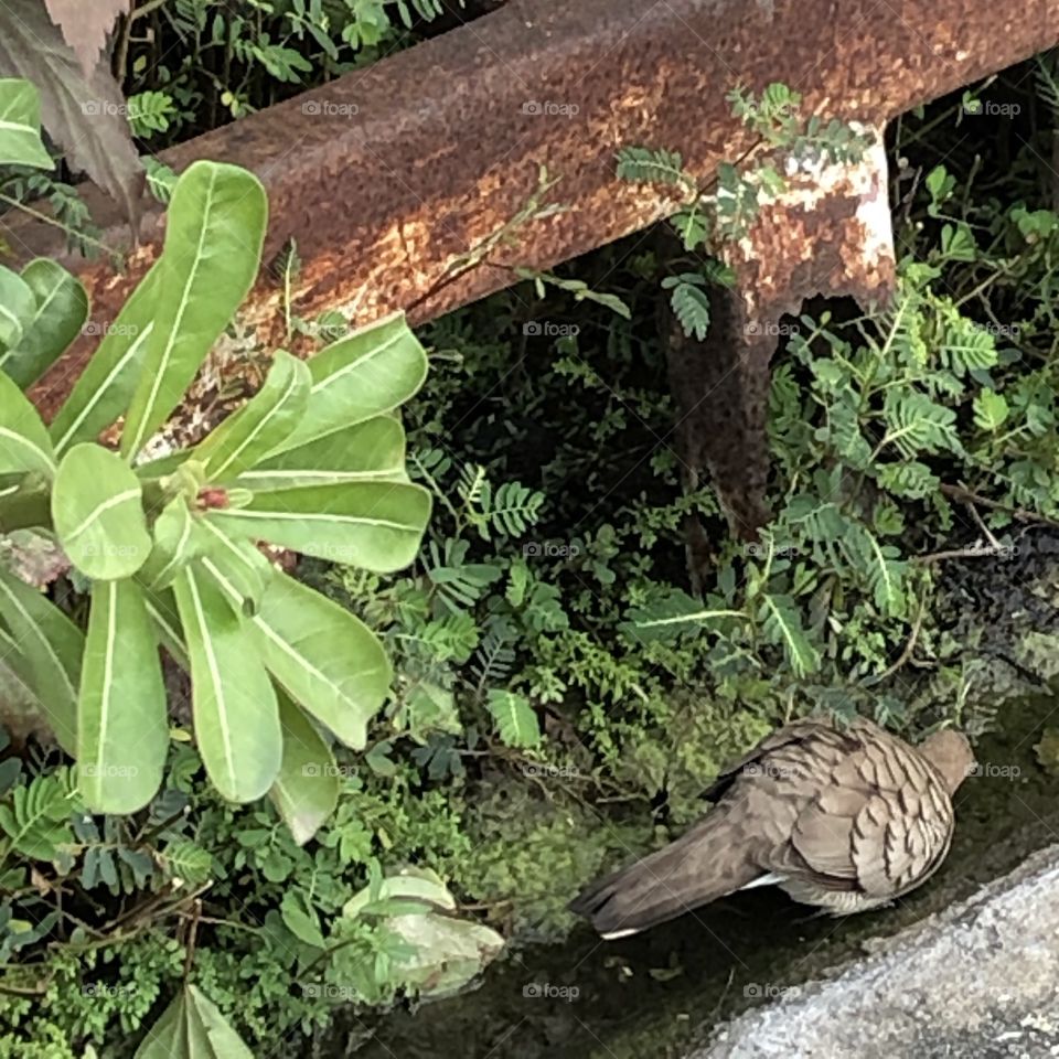 The stories of the birds, Countryside ( Thailand)