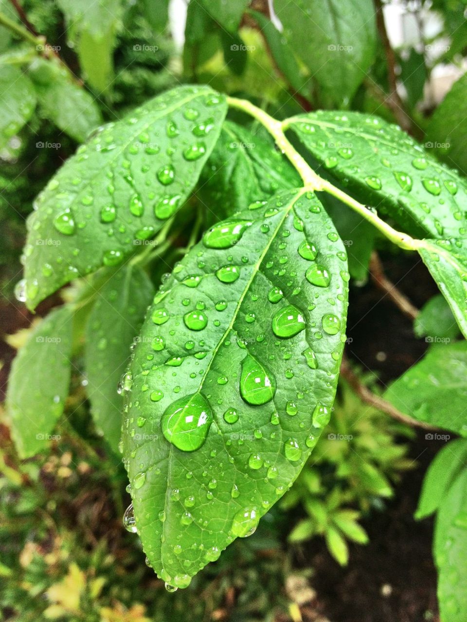 Water droplet on leaf