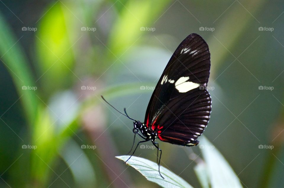 Butterfly on leaf