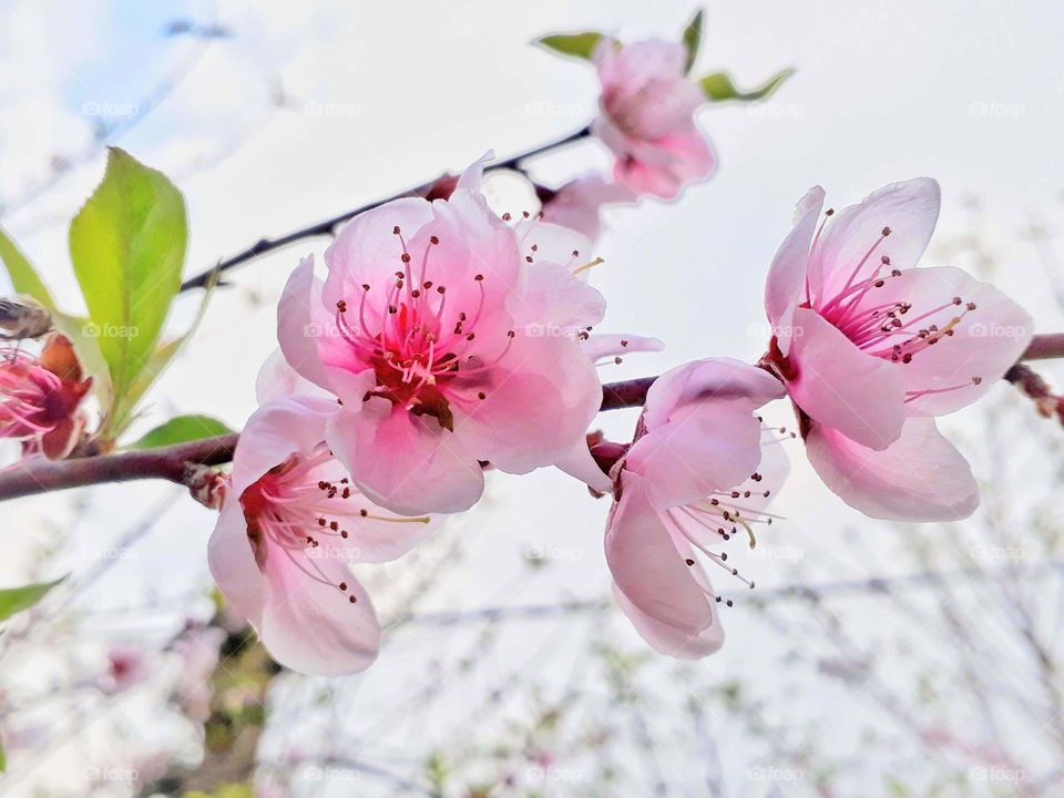 Spring time peach blossom in India