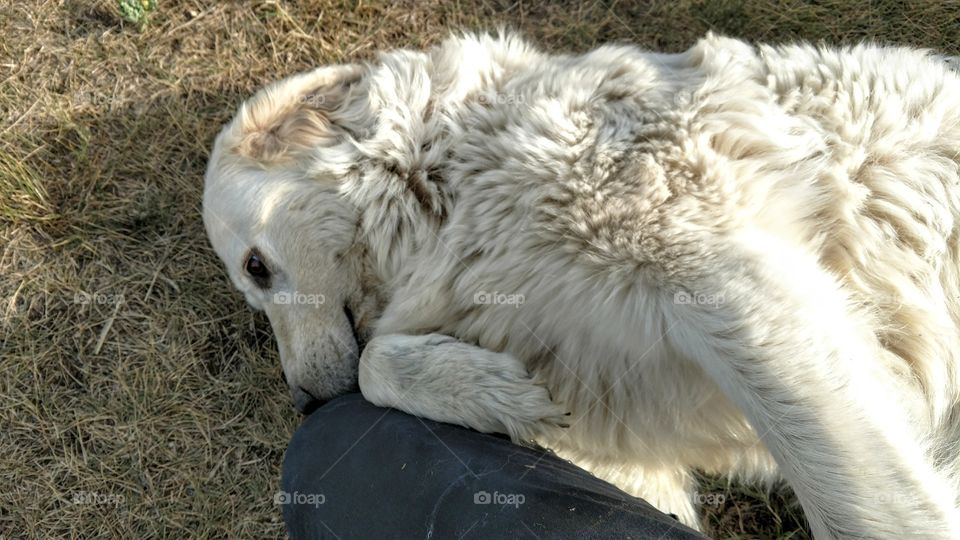 snuggling dog