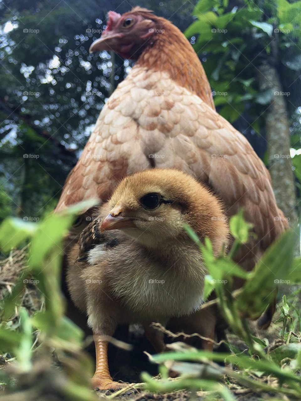 Beautiful perspective. Chicken and hen